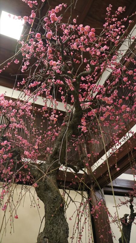 ⛩️ 오사카 천만궁 (오사카 텐만구) 이미지 12